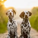 arcticspots