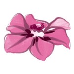 Irmis Blumenhain - Floristik & dekorative Ideen