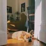 kaethis_kennel