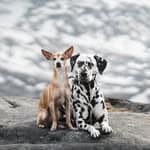 Klara and Leia