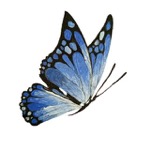 Lisa-Designs